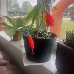 Wax Mallow Plant Available