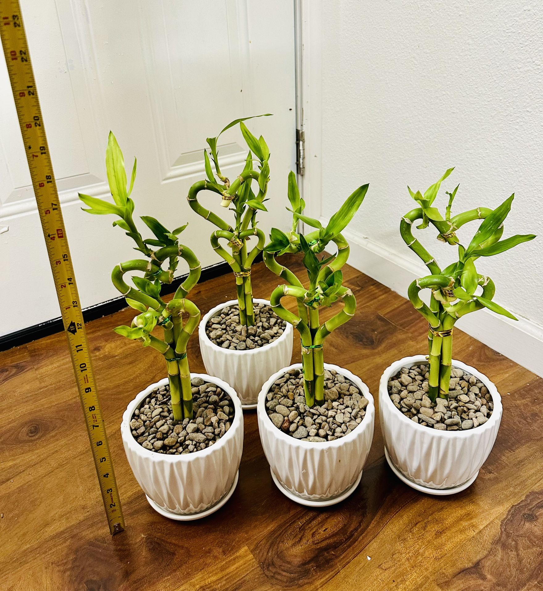 Double Heart Lucky Bamboo Live Indoor Plant In Ceramic Pot $12/each 