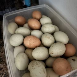 Farm Fresh Eggs!