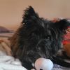 Brandy