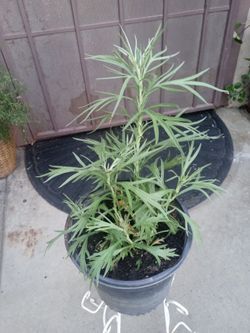 planta de istafiate