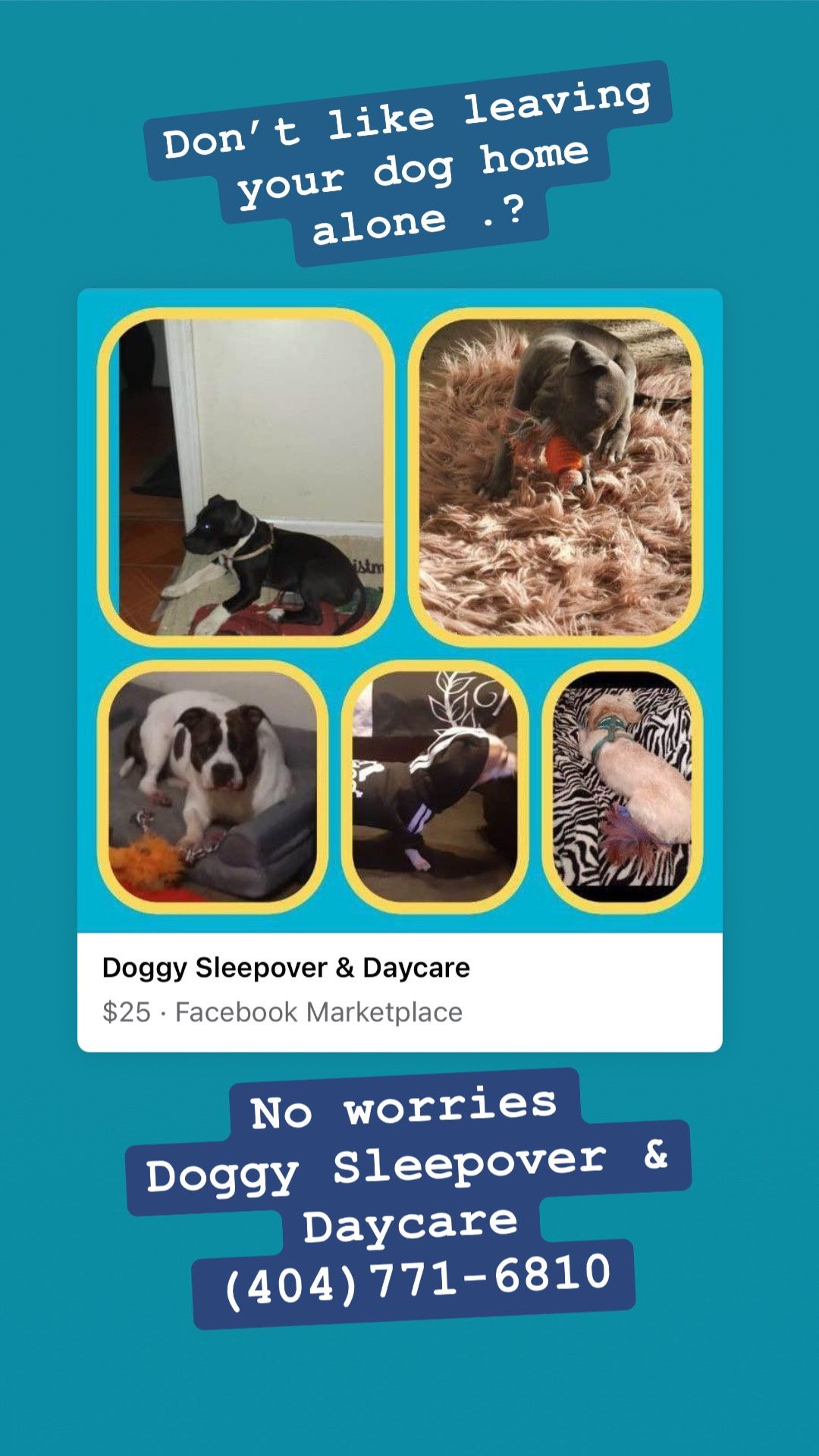 Doggy Sleepover & Daycare