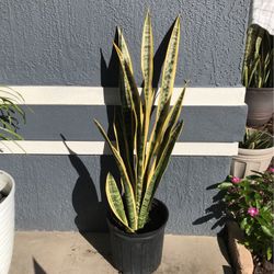 Medium Snake Plant