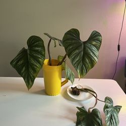 Philodendron Plowmanii $15 or $10 ea. 