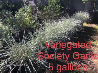 * Variegated Society Garlic * And many many more drought tolerant plants and succulents *