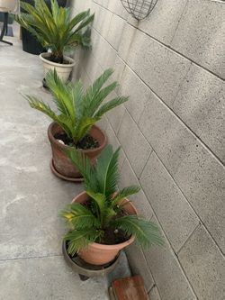 Palm Trees