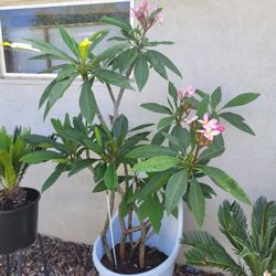 Plumeia l Tree 6 feet https://offerup.com/redirect/?o=dGFsbC5JdA== has four different kinds of plants on there