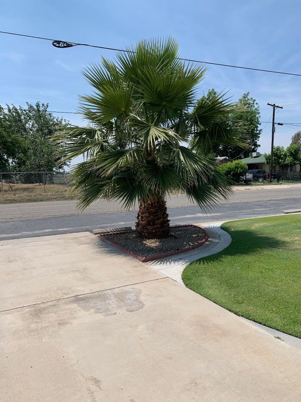 Palm Tree for Sale in Fresno, CA OfferUp