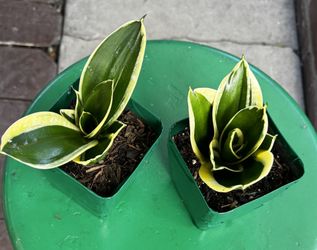 Sansevieria BLACK GOLD SNAKE PLANT