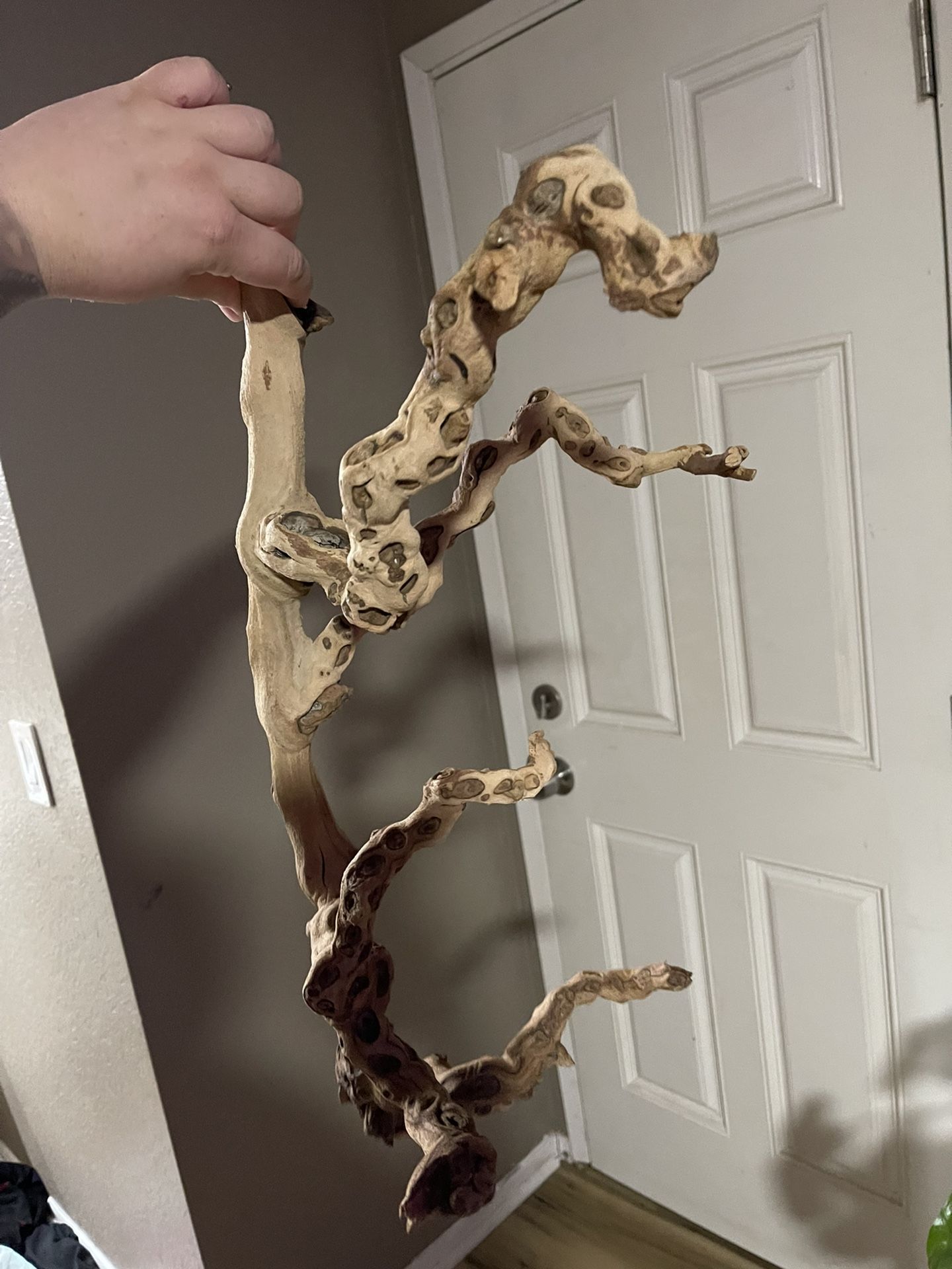 reptile Driftwood