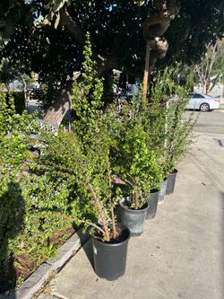 Elephant bush/ Jade Plant Size 40 -45”   $ 40 each
