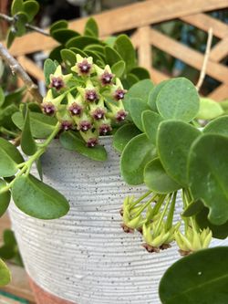 Blooming Hoya Cumingiana