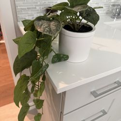 Faux plant 