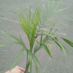 Plants For Sell 