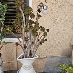 Succulant plant in a ceramiic pot 