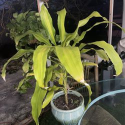 Large Plant In Ceramic  Pot  In First Picture 