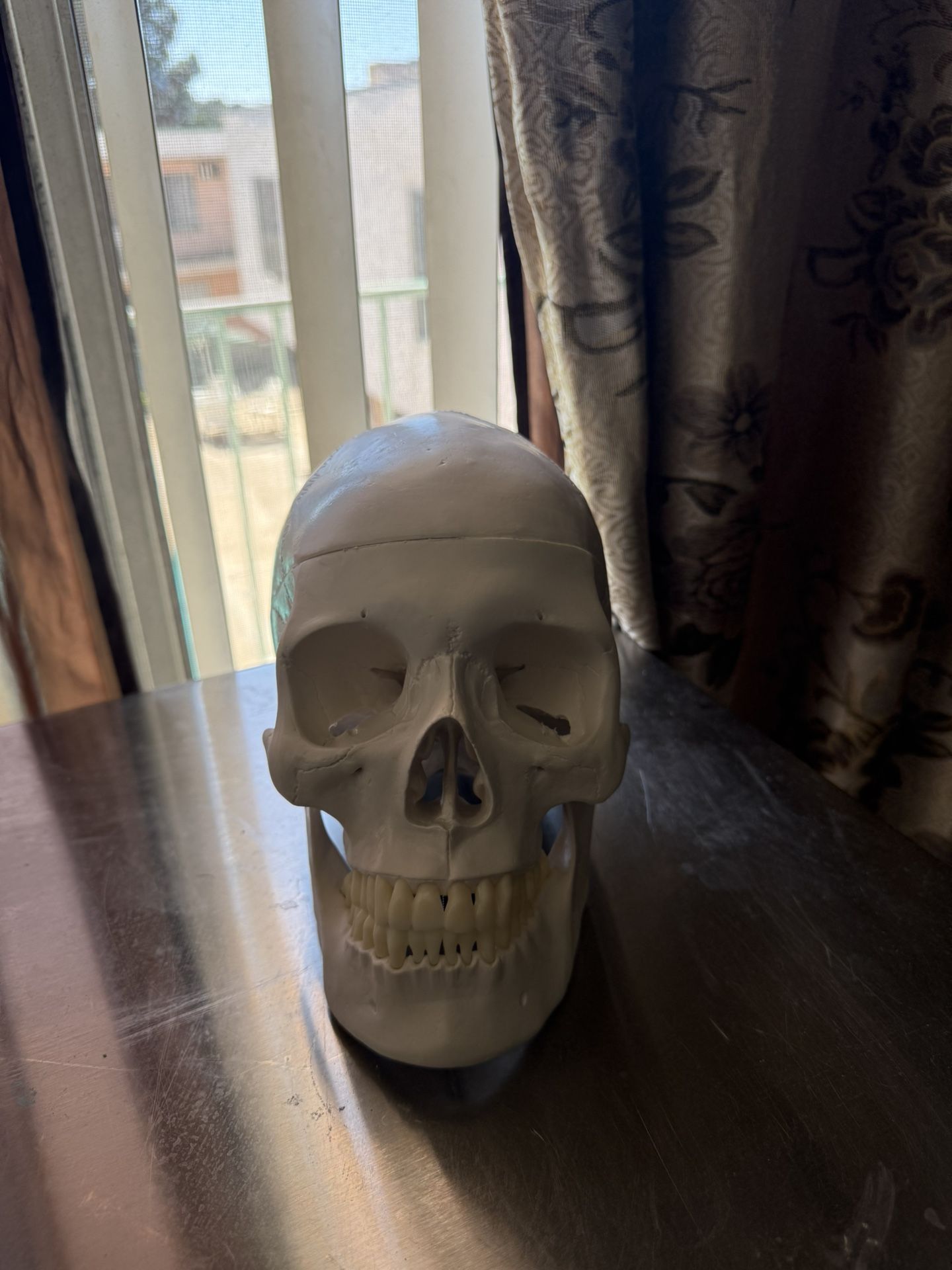 Anatomy Skull