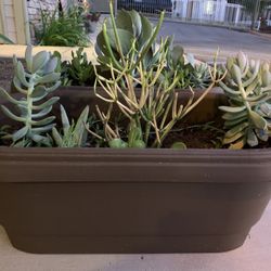 Succulents varieties