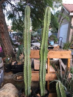 Apple Peruvian cactus