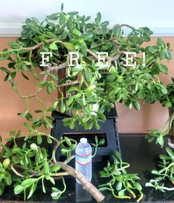 FREE ORGANIC JADE PLANT CUTTINGS.  FREE! FREE!!