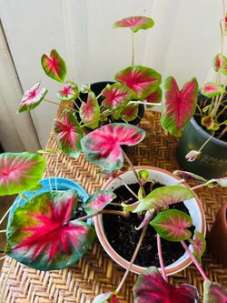 Plants for sale 10 each