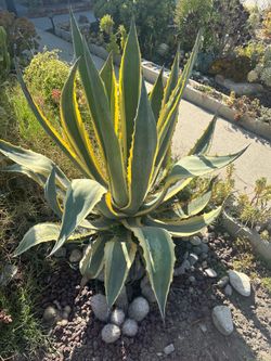 Well grown garden  plants