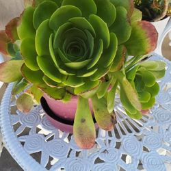 Beautiful Plant In 2 Gallon Clay Pot