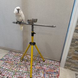 bird stand