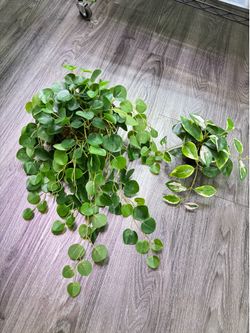 Two artificial plants Hoya
