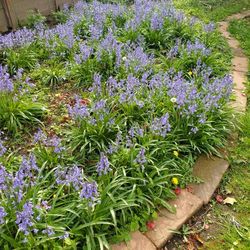 Spanish bluebells bulbs