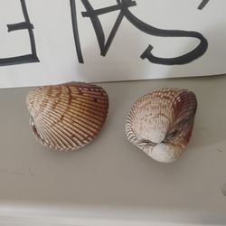 2 Full Clam Shells That Are Jointer Together In Perfect Cond 