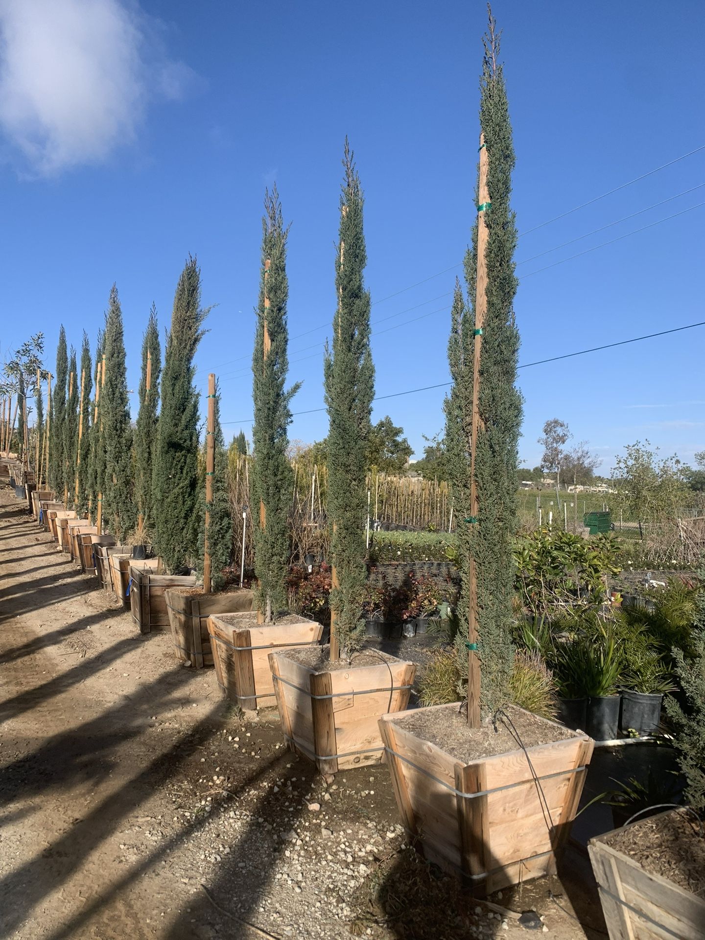 Italian cypress 24” box , wind breaker hed tree and privacy