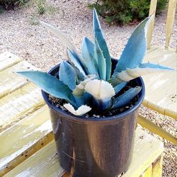 Living Plant 🌱Agave Americana - Blue Agave on 7"H Pot ::: Outdoor