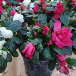 Azaleas