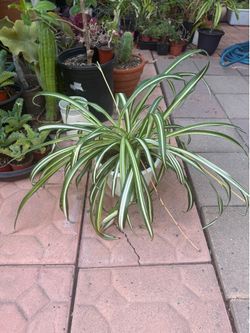 Variegated Spider Plant