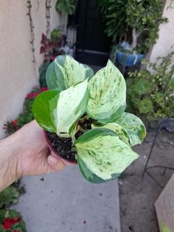 Pothos Manjula Plant $15