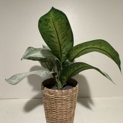 Brand New Gorgeous, Artificial Plant Great For Any Room Of Your Home