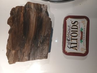Petrified Wood 