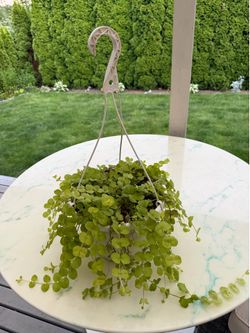 Golden Creeping Jenny ‘Aurea’ Lysimachia Nummularia (Outdoor & Indoor Live Plant)