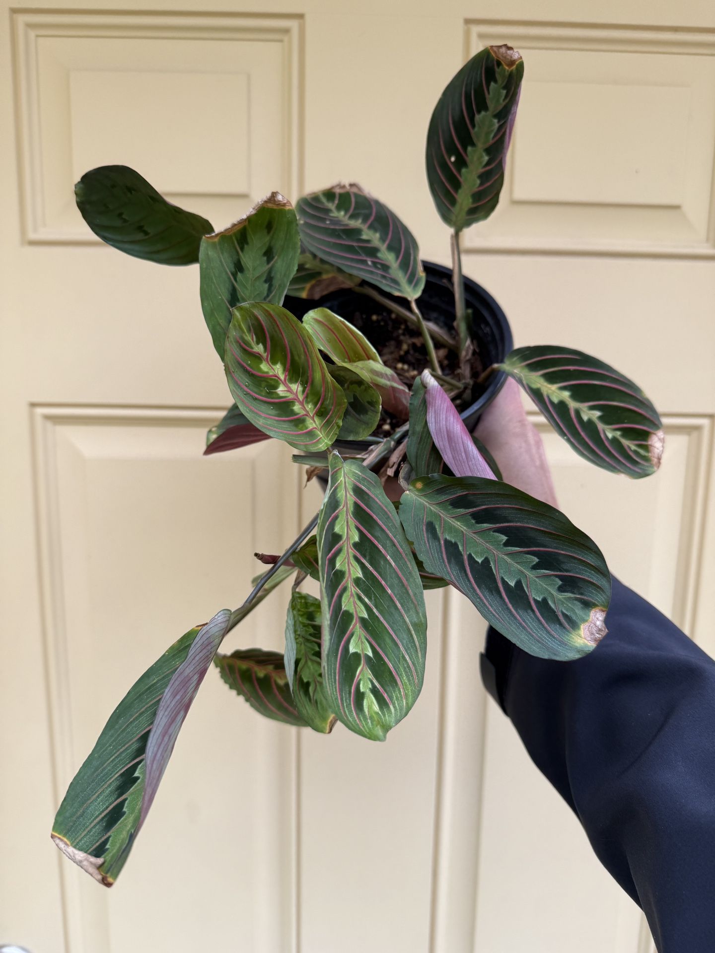 Maranta Green Prayer Plant “Lemon Lime”