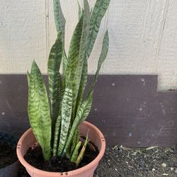 Snake Plant
