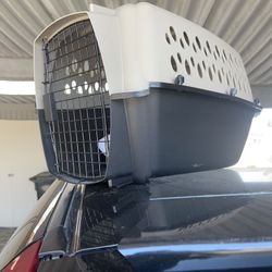 Dog Or Petmate