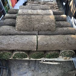 Sod For sale 200 Sq Ft For  A 24 Pack Modelo) No Delivery 