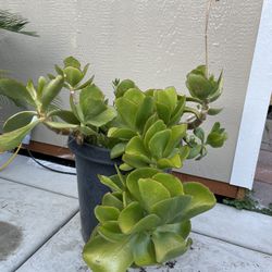 Cotyledon Orbiculata    ( Planta De Jade)