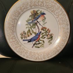 Eastern Bluebirds 1971