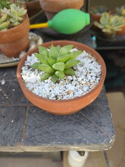 Establish succulent and mini terracotta pot