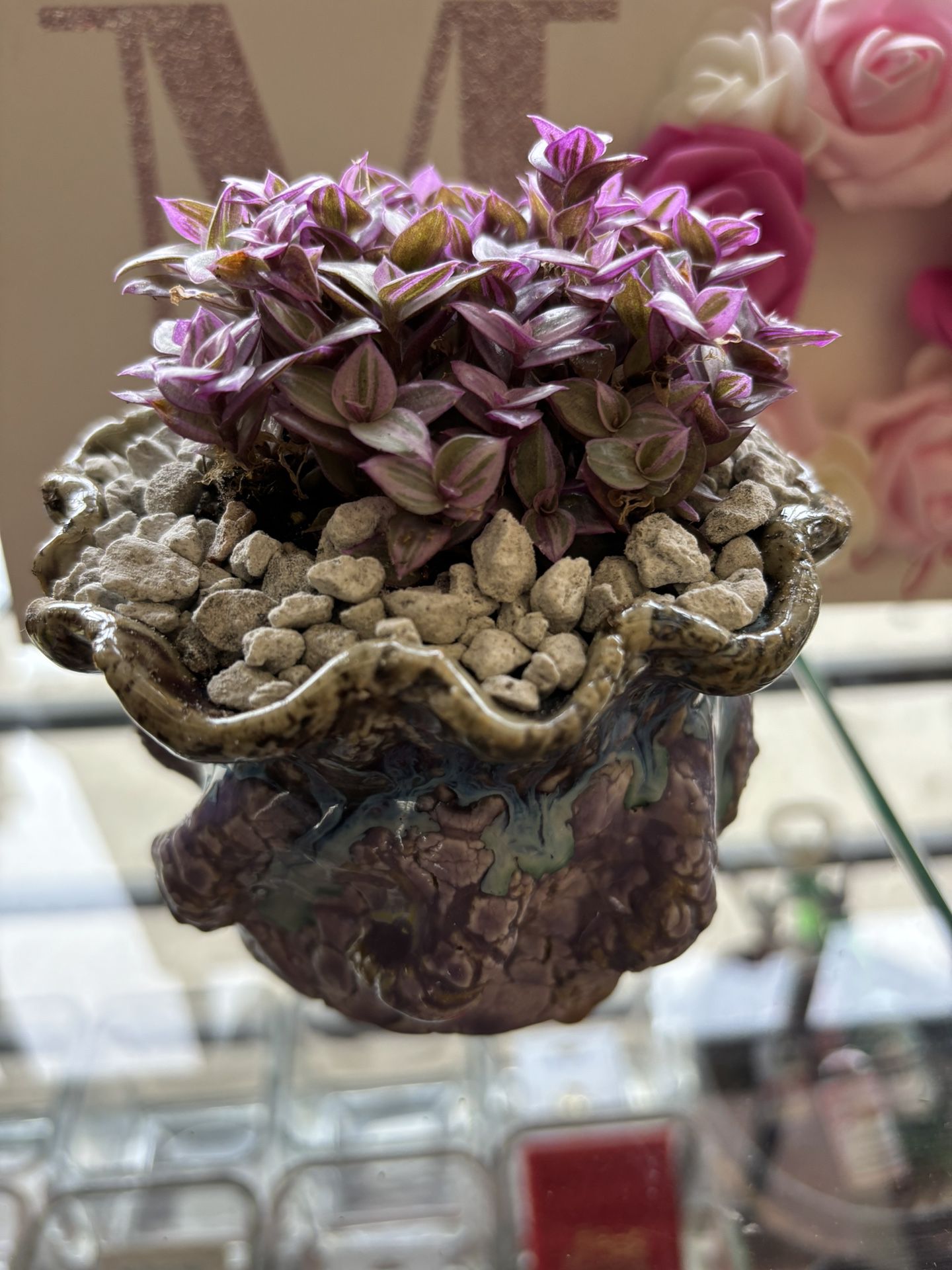 Succulents- Great For Mother’s Day