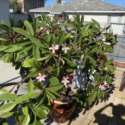 Plumeria Tree In Brown Ceramic Pot