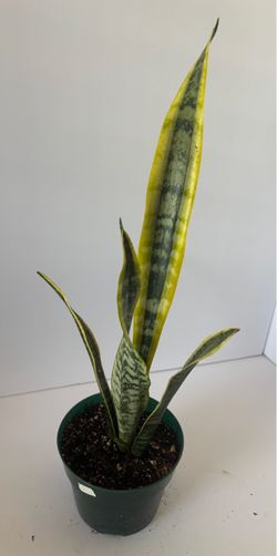 Snake plant 6” pot