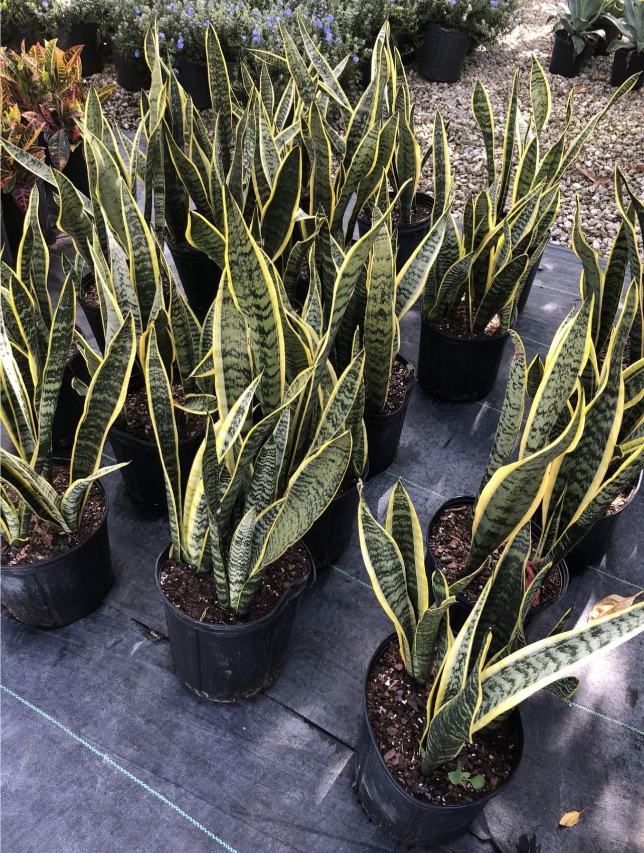 Snake Plant - 3gl